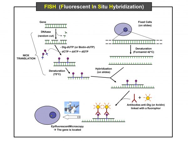 FISH (Fluorescent In Situ Hybridization)