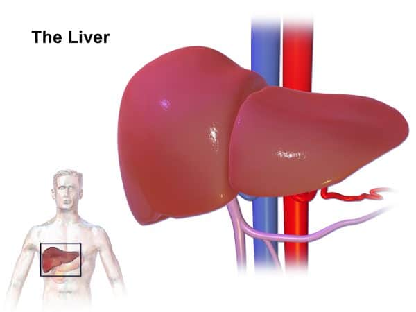 Function Of Liver