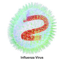 Causes Of Influenza