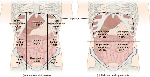 Identifying The Underlying Cause Of Abdominal Pain Based On Location