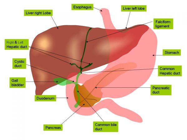 Function Of Liver