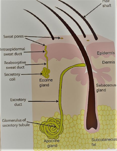 Basic structure of sweat glands The eccrine sweat gland is e1568790954959