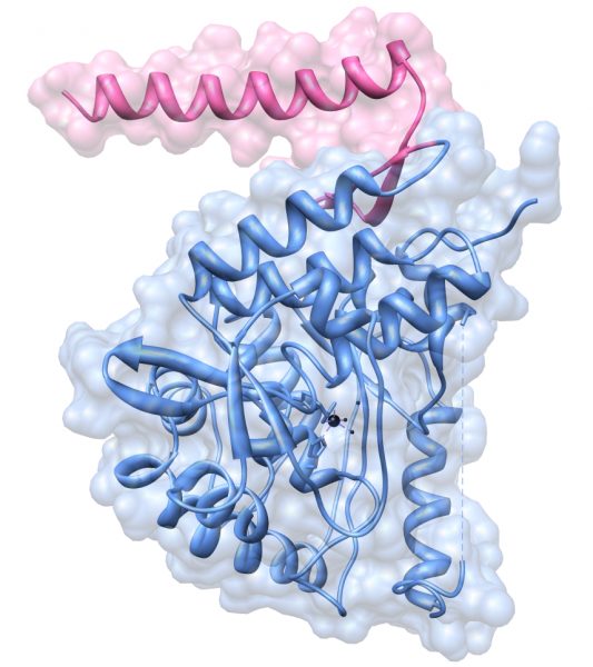 Kojic Acid