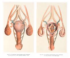 Causes Of Leukorrhea