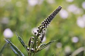 Black Cohosh