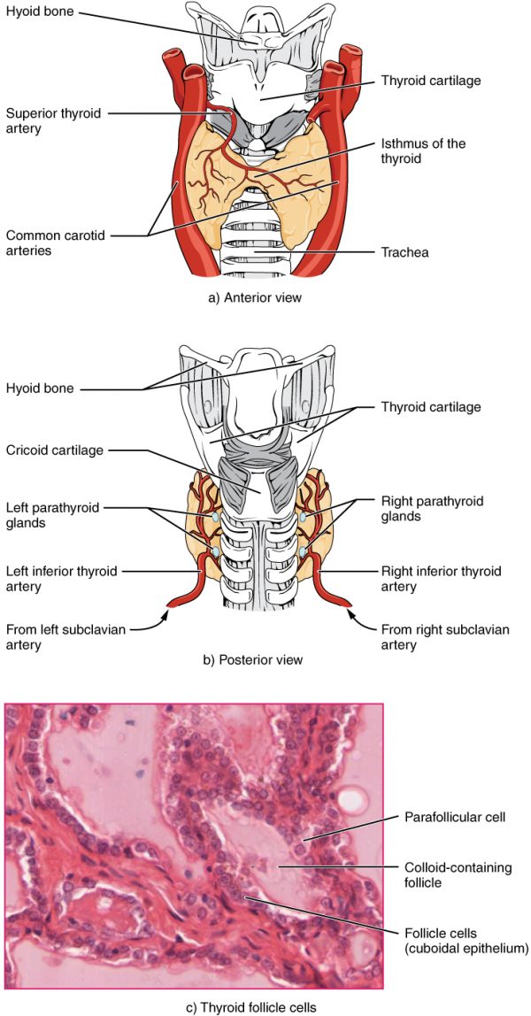 thyroid removal surgery