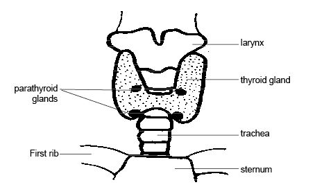Damage/Removal Parathyroid Glands