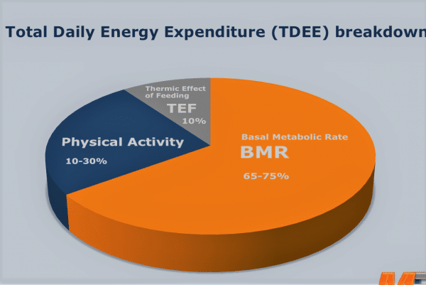 Total Daily Energy Expenditure