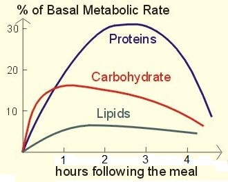 Basal Metabolic Rate
