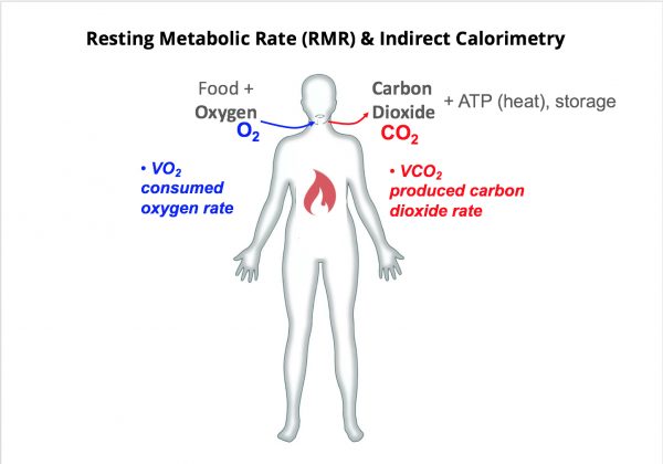 Basal Metabolic Rate (BMR) Vs Resting Metabolic Rate (RMR)