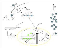 Transmission Of Polio Virus