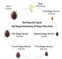 Bed Bug Cycle