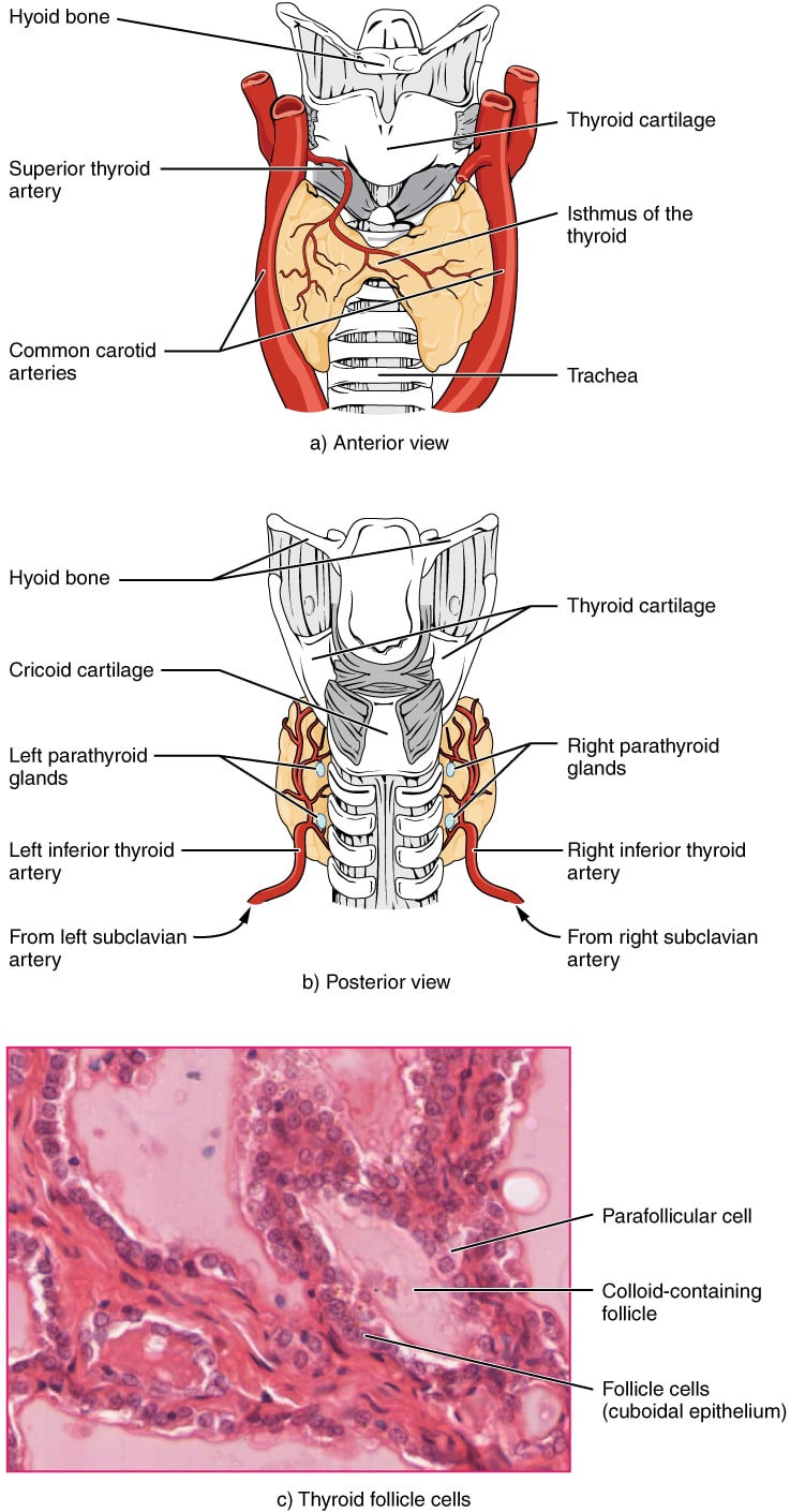 Thyroid Gland T3 Works