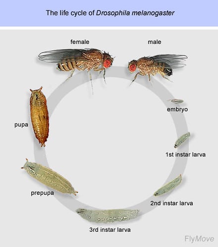 Fruit Fly Lifecycle