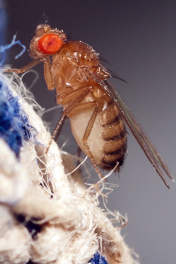 Difference Between Fruit Fly And A Gnat