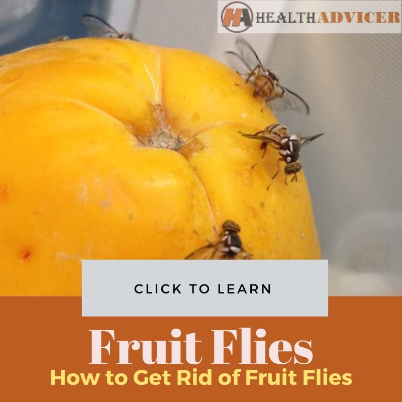 How to Get Rid of Fruit Flies