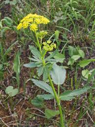 Identify The Weed To Avoid Wild Parsnip Burns