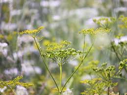 History Of Wild Parsnip