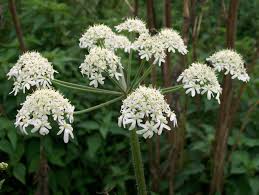 Hogweed