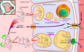 Functions Of Thyroid Gland