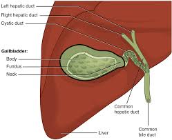 Function Of Gallbladder