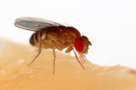 Fruit Flies