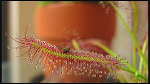 Place A Carnivorous Plant