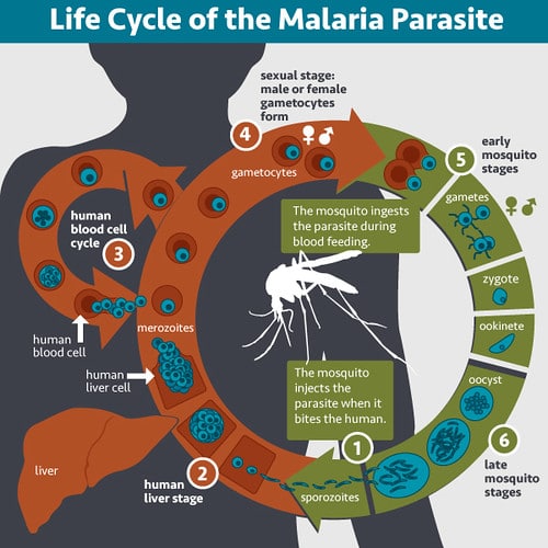 Malaria