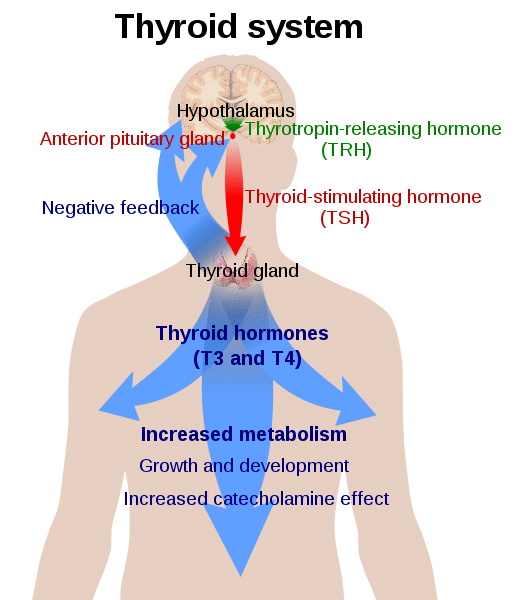 Working Of Thyroid Gland