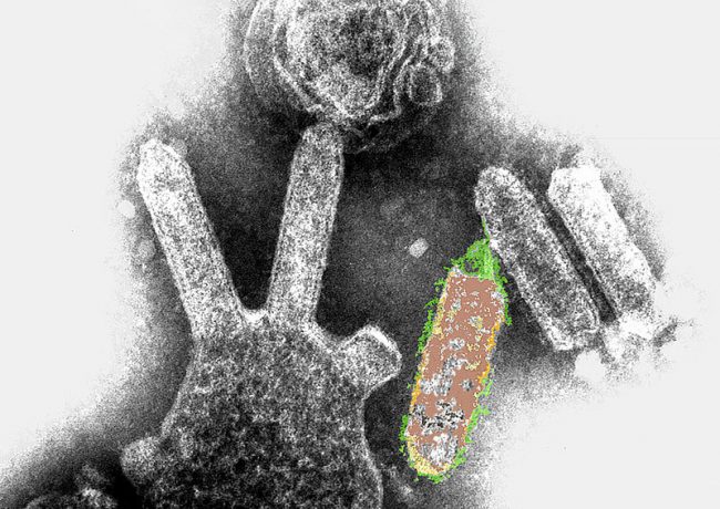 Animal Transmitting Rabies Virus