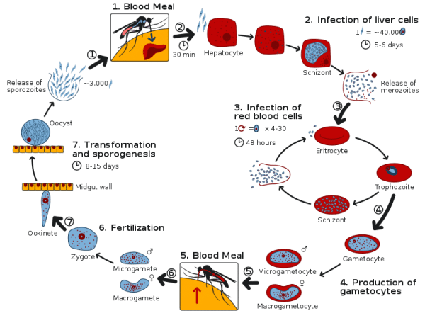 Mosquito Transmission Cycle