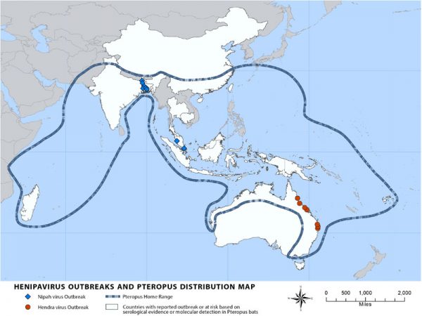 Hendra virus infection