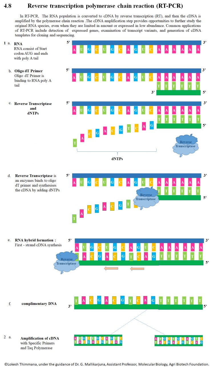 RT-PCR