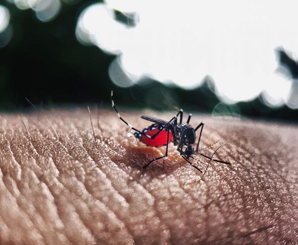 Mosquito-To-Human Transmission