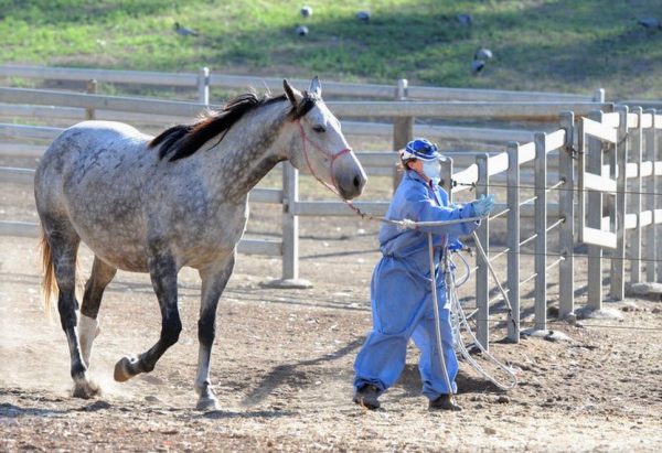 Signs Of Hendra Virus Infection In Horses