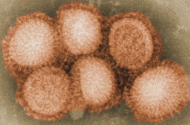 About H1N1 Flu Virus