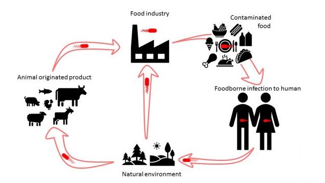 Contagious Nature Of Listeria Infection