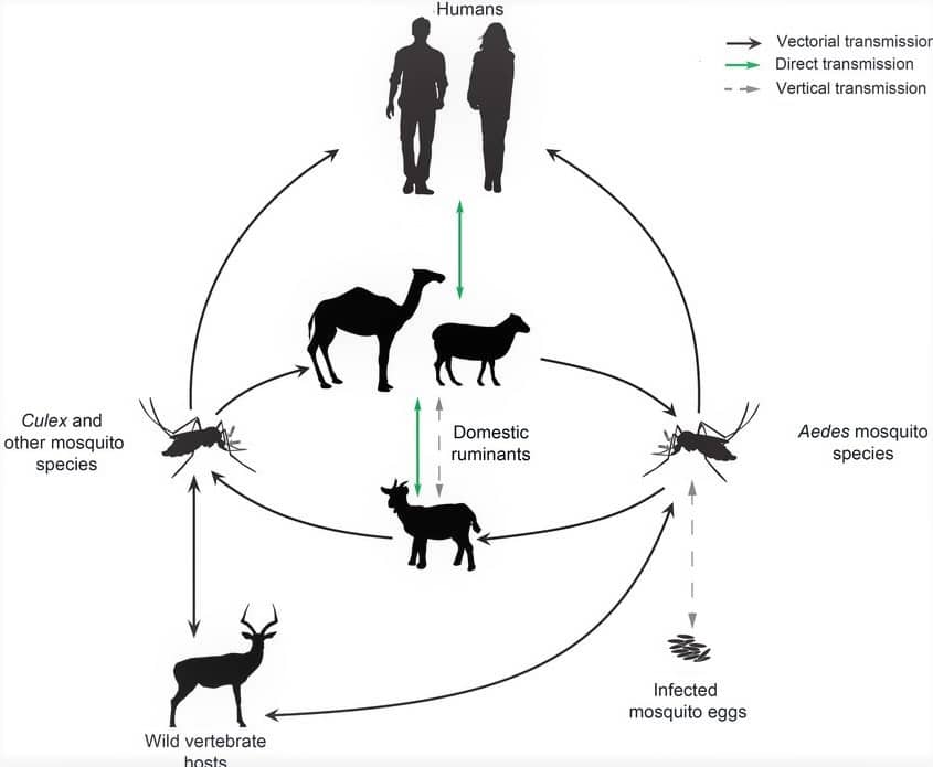 Rift Valley Fever Virus In Humans