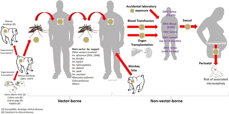 Causes Of Zika Virus Disease