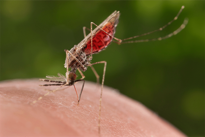 About Zika Virus Disease