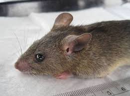 About Lassa Fever
