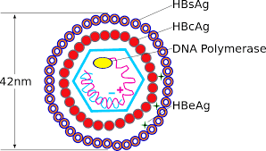 Hepatitis B