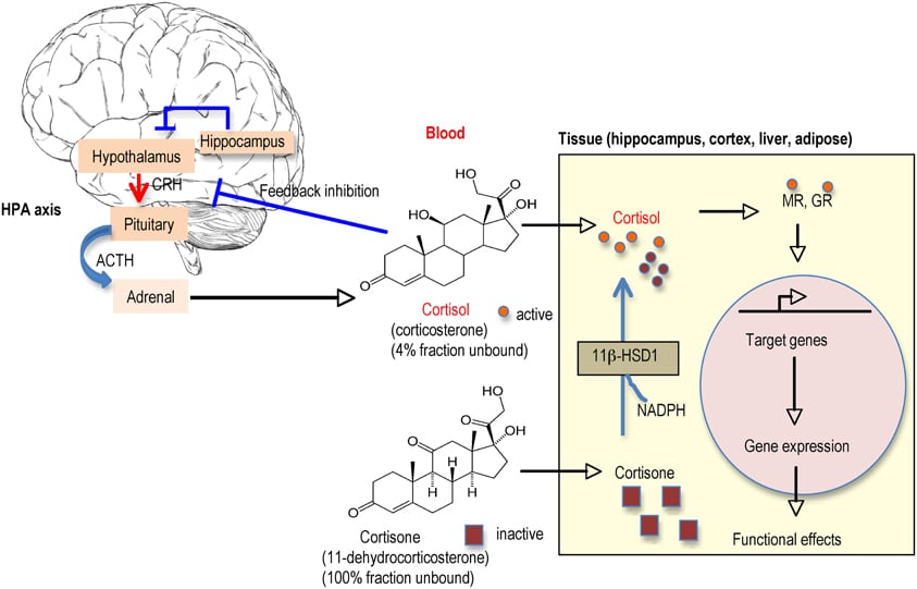 Rise In Cortisol Levels