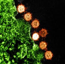 Severe Acute Respiratory Syndrome