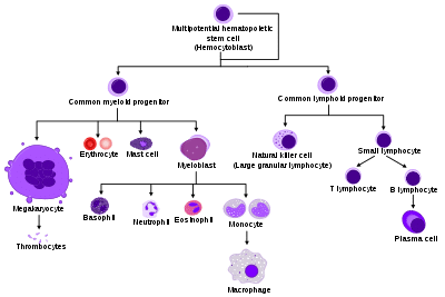 About Mantle Cell Lymphoma (MCL)