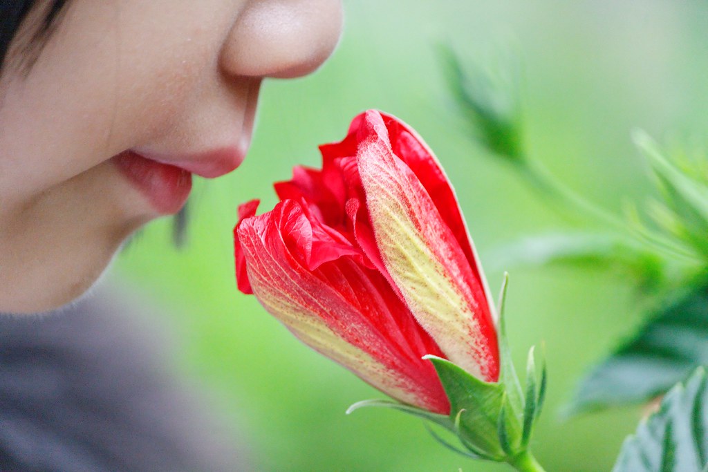 The Basics Of Smell