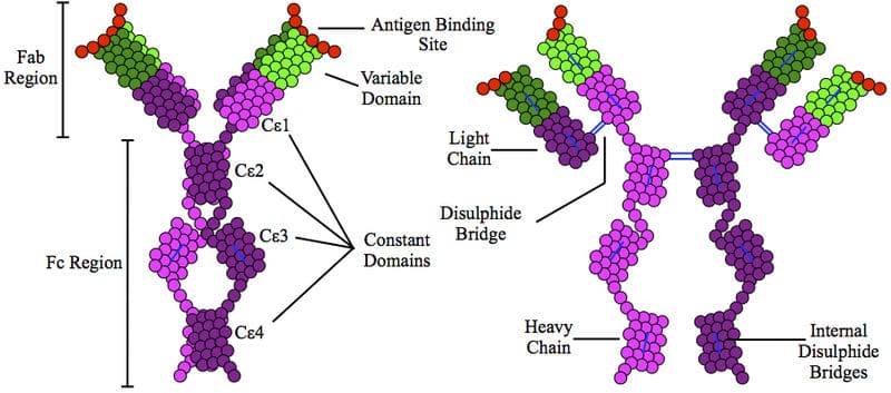 IgE (Immunoglobulin E)