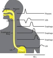 Motility Studies