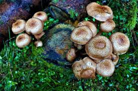 About Mushroom Allergy