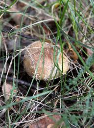 Mushroom Poisoning